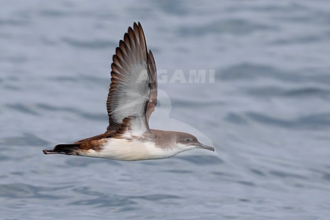 Yelkouanpijlstormvogel in de vlucht; Yelkouan Shearwater in flight stock-image by Agami/Daniele Occhiato,