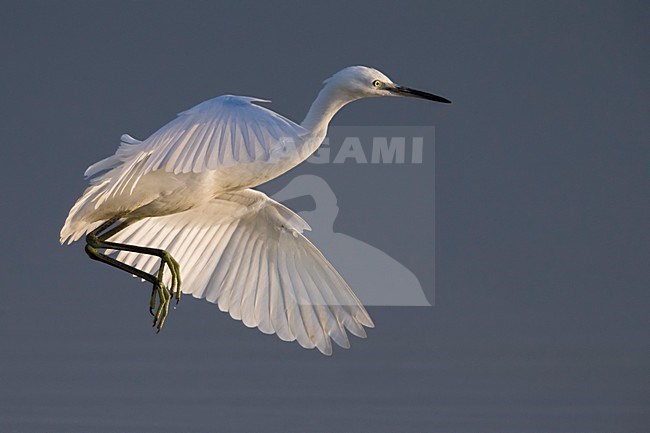Vliegende Kleine Zilverreiger, Little Egret in flight stock-image by Agami/Daniele Occhiato,