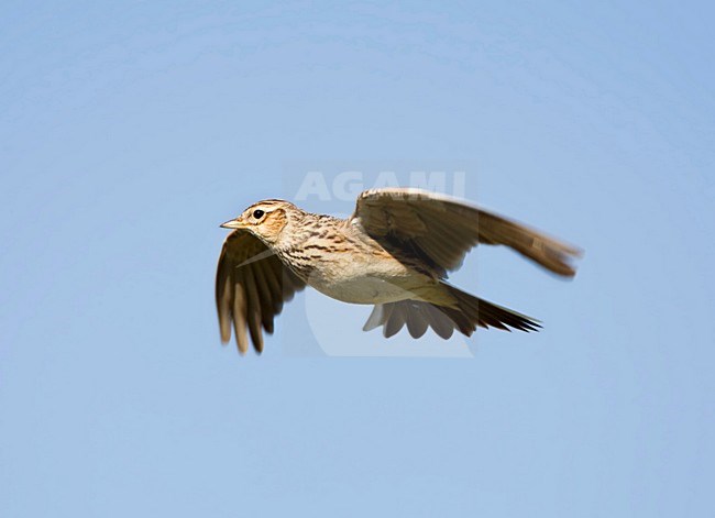 Veldleeuwerik in de vlucht; Eurasian Skylark in flight stock-image by Agami/Marc Guyt,