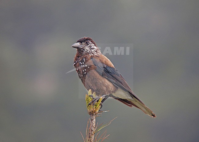 Notenkraker ssp owstoni, Spotted nutcracker ssp owstoni stock-image by Agami/Pete Morris,