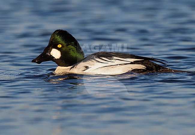 Adult male
Santa Clara Co., CA
December 2012 stock-image by Agami/Brian E Small,