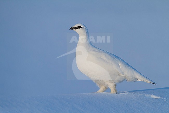 Adult male, in winter plumage, Alps Rock Ptarmigan (Lagopus muta helvetica) in Alp mountains in Germany. stock-image by Agami/Ralph Martin,