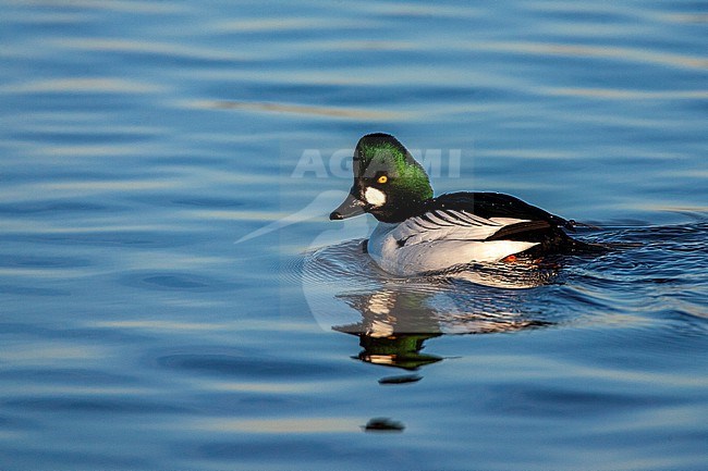 Wintering male Common Goldeneye, Bucephala clangula, swimming at Starrevaart, Netherlands. stock-image by Agami/Marc Guyt,