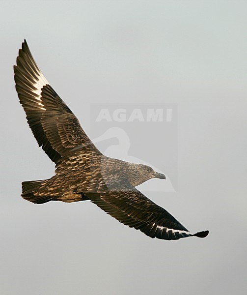 Grote Jager in de vlucht; Great Skua in flight stock-image by Agami/Menno van Duijn,