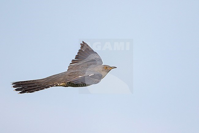 Cuckoo - Kuckuck - Cuculus canorus ssp. canorus, Russia, adult, male stock-image by Agami/Ralph Martin,