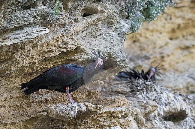 Heremietibis van Spaans herintroductie project; Northern Bald Ibis of Spanish reintroduction project stock-image by Agami/Alain Ghignone,