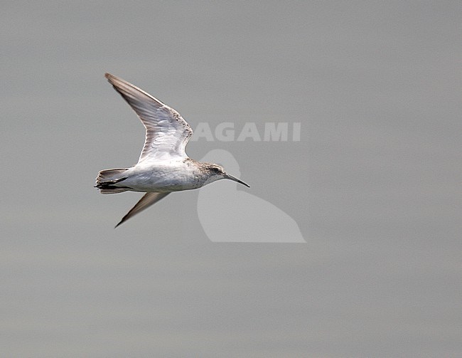 Curlew Sandpiper (Calidris ferruginea) in flight during spring. stock-image by Agami/Andy & Gill Swash ,