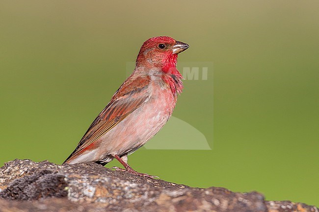 Male Common Rosefinch on a rock near Van, SE Turkey. stock-image by Agami/Vincent Legrand,