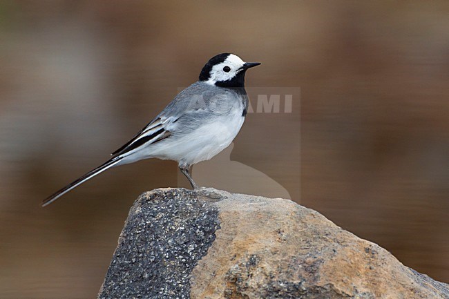 Witte kwikstaart op rots, White Wagtail on rock stock-image by Agami/Daniele Occhiato,