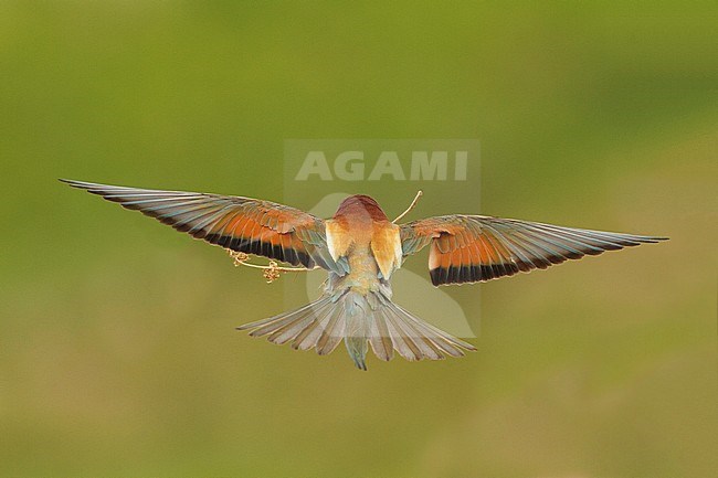 europese bijeneter wegvliegend; European Bee-eater flying away; stock-image by Agami/Walter Soestbergen,