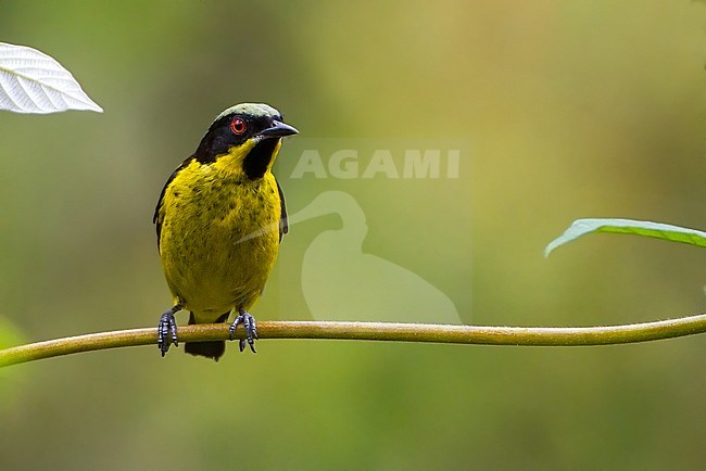 Birds of Peru, the Yellow-bellied Dacnis  stock-image by Agami/Dubi Shapiro,