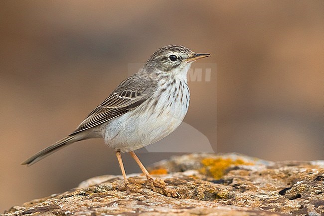 Berthelot's Pipit; Anthus berthelotii stock-image by Agami/Daniele Occhiato,