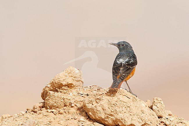 Rode Rotslijster op doortrek in Eilat; Rufous-tailed Rock Thrush on migration in Eilat stock-image by Agami/Marc Guyt,