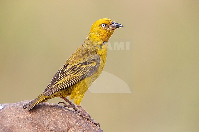 Cape Weavers (Ploceus capensis), side view of an adult male perched on a rock, Western Cape, South Africa stock-image by Agami/Saverio Gatto,