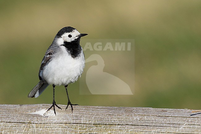 White Wagtail - Bachstelze - Motacilla alba ssp. alba, Germany stock-image by Agami/Ralph Martin,