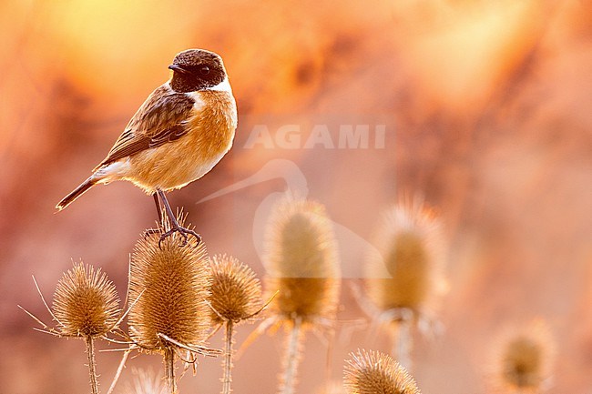 European Stonechat (Saxicola rubicola) in Italy. stock-image by Agami/Daniele Occhiato,