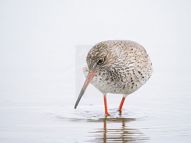 Common, Redshank, Tringa totanus, close up, high-key stock-image by Agami/Hans Germeraad,