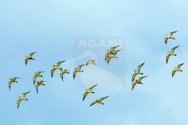 Goudplevier in winterkleed, European Golden Plover in winterplumage stock-image by Agami/Menno van Duijn,