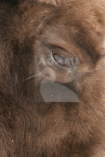 Wisent; European Bison stock-image by Agami/Menno van Duijn,