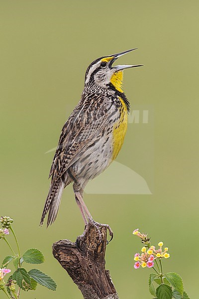 Adult breeding
Galveston Co., TX
April 2013 stock-image by Agami/Brian E Small,