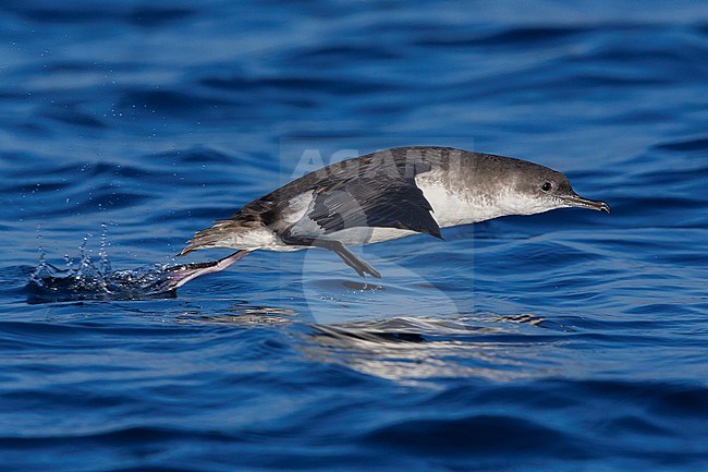 Yelkouan Shearwater (Puffinus yelkouan), side view of an individual taking off from the sea in Italy stock-image by Agami/Saverio Gatto,