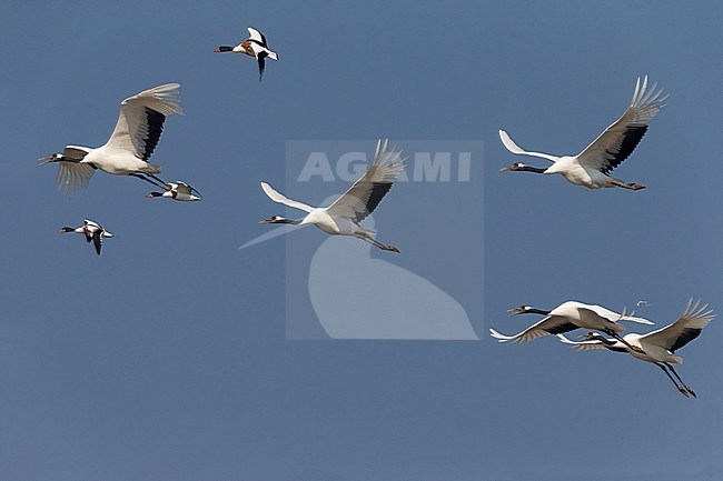 Chinese Kraanvogel in vlucht; Red-crowned Crane in flight stock-image by Agami/Daniele Occhiato,