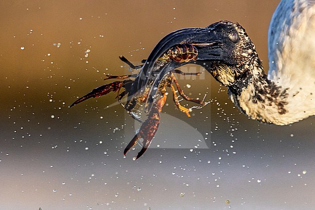 African sacred ibis (Threskiornis aethiopicus)  in Italy. Closeup of ibis eating a crayfish. stock-image by Agami/Daniele Occhiato,