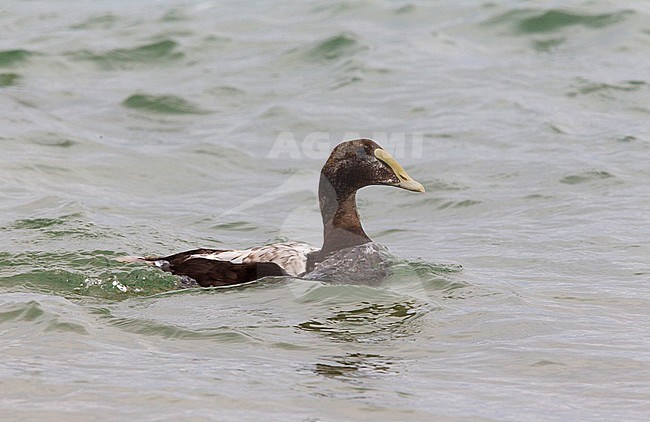 Eclips mannetje Eider van de ondersoort dresseri; Eclips male Common Eider of supspecies dresseri stock-image by Agami/David Monticelli,