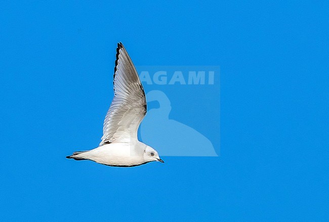 1st winter Ross's Gull flying over the deck in Vlissingen, Zeeland, The Netherlands. February 5, 2018. stock-image by Agami/Vincent Legrand,