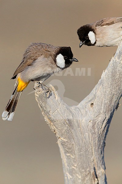 White-eared Bulbul, couple perched on dead tree, Khatmat Milalah, Al Batinah, Oman (Pycnonotus  leucotis) stock-image by Agami/Saverio Gatto,