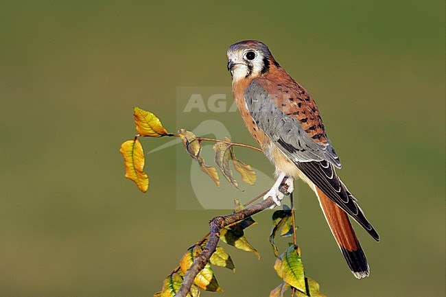 Adult male
Harris Co., TX
November 2004 stock-image by Agami/Brian E Small,