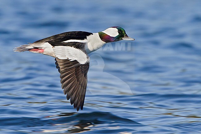 Bufflehead (Bucephala albeola) flying in Victoria, BC, Canada. stock-image by Agami/Glenn Bartley,