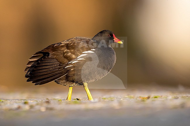 Adult Common Moorhen (Gallinula chloropus) resting in Mariadal Parc, Zaventem, Brabant, Belgium. stock-image by Agami/Vincent Legrand,