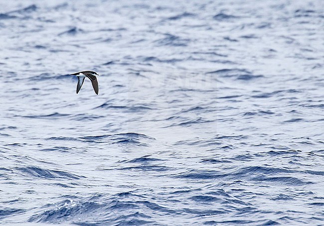 Critically Endangered Newell's shearwater (Puffinus newelli) off Kauai island, Hawaii, United States. Also known as Hawaiian shearwater. stock-image by Agami/Pete Morris,