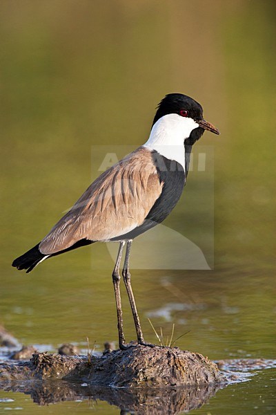 Sporenkievit, Spur-winged Plover, Vanellus spinosus stock-image by Agami/Marc Guyt,