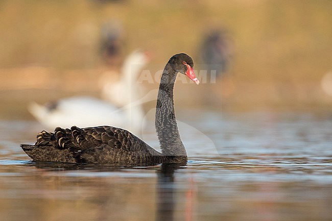 Adult Black Swan (Cygnus atratus) swimming in a lake in Germany during winter. stock-image by Agami/Ralph Martin,