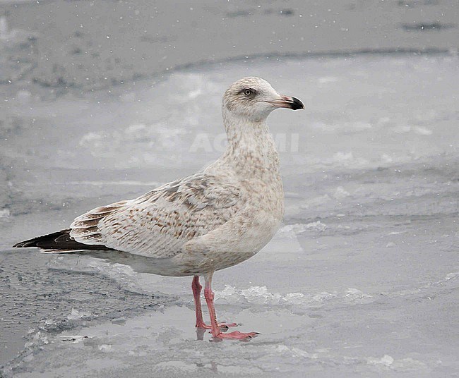Second-winter Slaty-backed Gull (Larus schistisagus) wintering in harbour of Rauso Hokkaido in Japan. stock-image by Agami/Dani Lopez-Velasco,