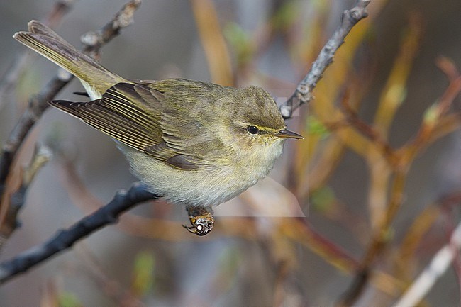 Willow Warbler (Philloscopus trochilus acredula), adult perched on a branch stock-image by Agami/Saverio Gatto,
