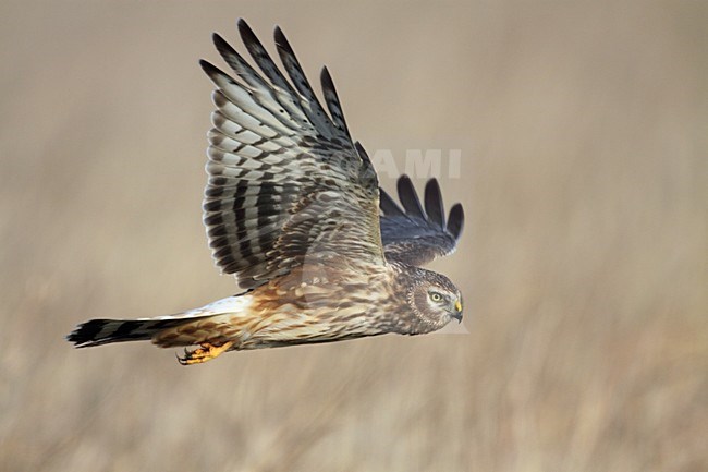 Volwassen vrouwtje Blauwe Kiekendief; Adult female Hen Harrier stock-image by Agami/Karel Mauer,