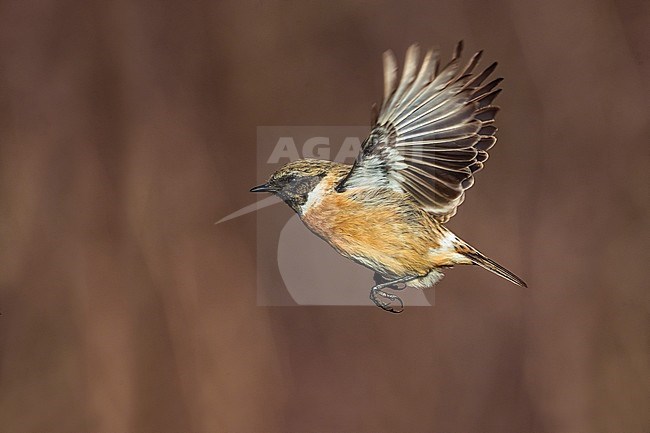 Wintering European Stonechat (Saxicola rubicola) in Italy. Bird in flight showing under wing. stock-image by Agami/Daniele Occhiato,