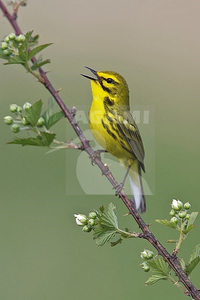 Adult male 
Muskingum Co., OH
May 2007 stock-image by Agami/Brian E Small,