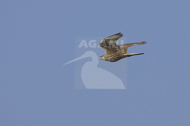 Saker flying; Sakervalk vliegend stock-image by Agami/Daniele Occhiato,