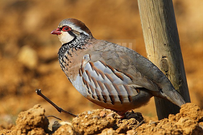 Red-legged Partridge (Alectoris rufa) at Hyères, France. stock-image by Agami/Aurélien Audevard,