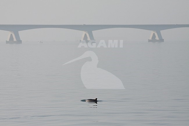 Bruinvisen in de Oosterschelde; Harbour Porpoises at Oosterschelde stock-image by Agami/WJ Strietman,