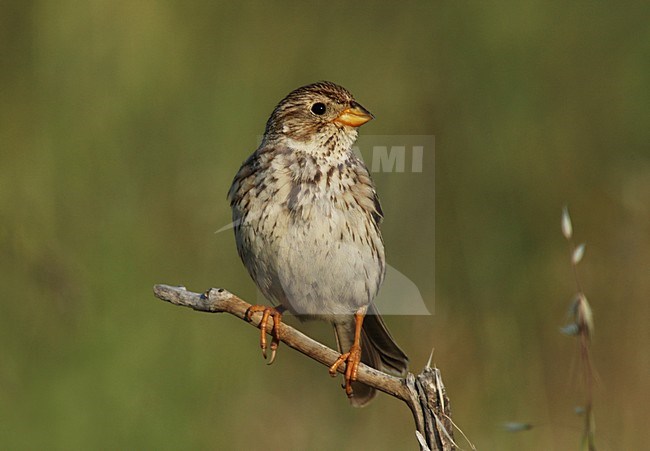 Grauwe Gors; Corn Bunting; Emberiza calandra stock-image by Agami/Marc Guyt,