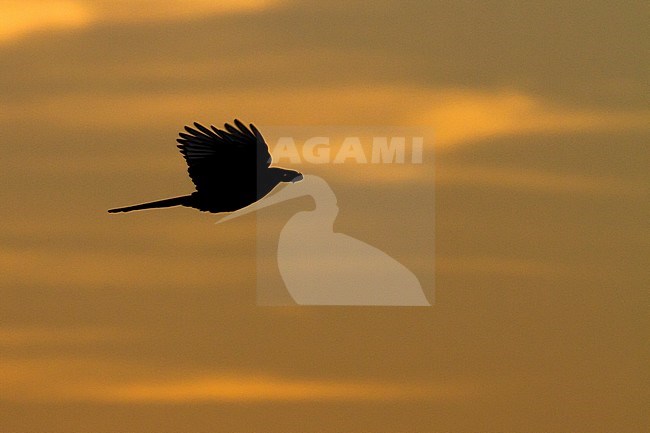 Ekster vliegend tijdens zonsondergang; Common Magpie flying at sunset stock-image by Agami/Menno van Duijn,