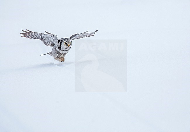 Northern Hawk Owl (Surnia ulula) during cold winter in Kuusamo, Finland. stock-image by Agami/Marc Guyt,