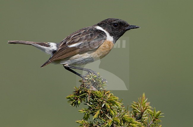 European Stonechat male perched; Roodborsttapuit man zittend stock-image by Agami/Daniele Occhiato,