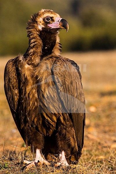 Cinereous Vulture (Aegypius monachus) in the Extremadura in Spain. Adult bird defending position with wings raised. stock-image by Agami/Wil Leurs,