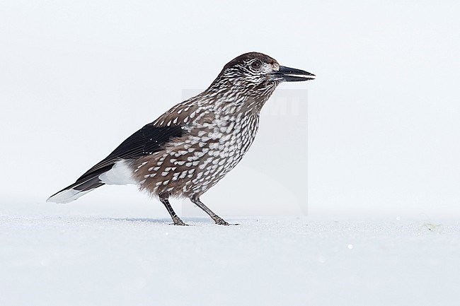 Spotted Nutcracker (Nucifraga caryocatactes) sitting in the snwo in  alpin forest of Switzerland. stock-image by Agami/Marcel Burkhardt,